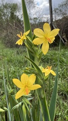 Sisyrinchium palmifolium