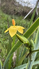 Sisyrinchium palmifolium