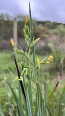 Sisyrinchium palmifolium