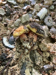 Xerocomellus pruinatus