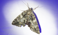 Catocala lacrymosa