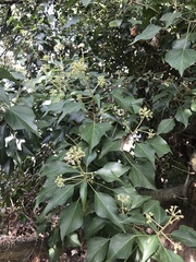 Hedera helix