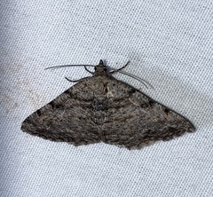 Digrammia gnophosaria