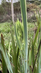 Sisyrinchium palmifolium
