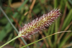 Cenchrus geniculatus