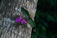 Phalaenopsis