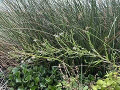 Symphyotrichum lentum