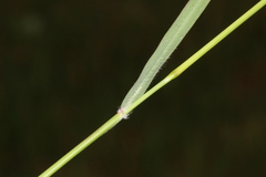 Cenchrus geniculatus