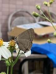 Deudorix epijarbas menesicles