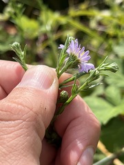 Symphyotrichum lentum