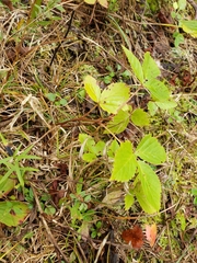 Rubus hispidus