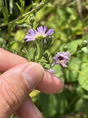 Symphyotrichum lentum