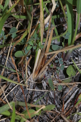 Cenchrus geniculatus