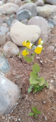 Calceolaria elatior