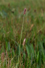 Cenchrus geniculatus