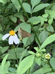 Borbo cinnara