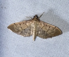 Herpetogramma bipunctalis
