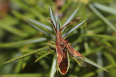 Gonocerus juniperi
