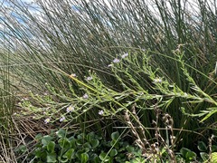 Symphyotrichum lentum