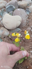 Calceolaria elatior
