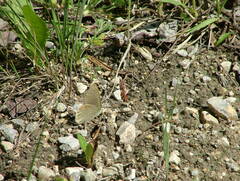 Coenonympha haydenii
