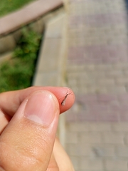 Empicoris vagabundus