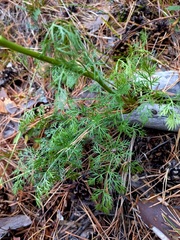 Kitagawia baicalensis