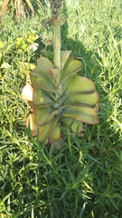 Kalanchoe luciae