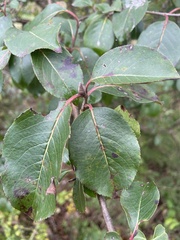 Viburnum