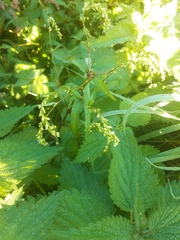 Persicaria minor