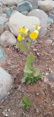 Calceolaria elatior