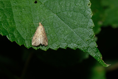 Luceria striata