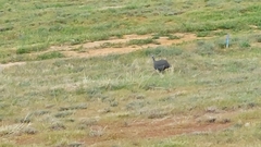 Numida meleagris coronatus