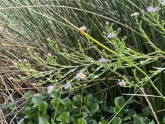 Symphyotrichum lentum