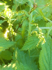 Persicaria minor