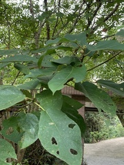Ficus erecta beecheyana