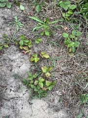 Toxicodendron radicans