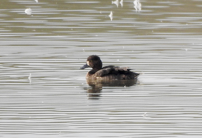 Tufted Duck From Church Rd, Bowers Gifford, Basildon Ss13 2hg, Uk On 22 