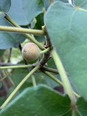 Ficus erecta beecheyana