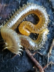 Henia vesuviana