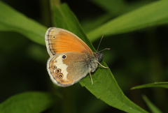 Coenonympha arcania