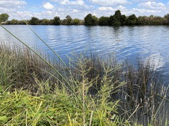 Symphyotrichum lentum