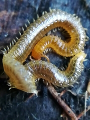 Henia vesuviana