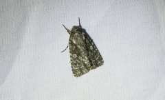 Acronicta afflicta