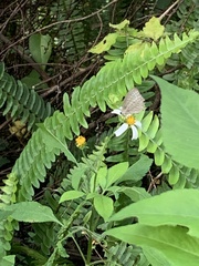 Jamides alecto dromicus