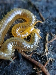 Henia vesuviana