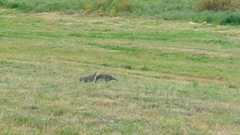 Numida meleagris coronatus