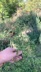 Artemisia annua