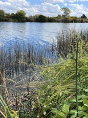 Symphyotrichum lentum