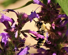 Bombus fervidus